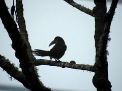 Aulacorhynchus coeruleicinctis