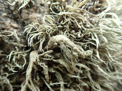 Ramalina siliquosa