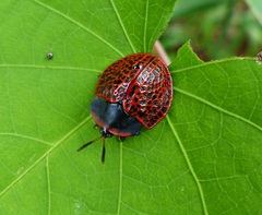 Botanochara macularia