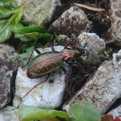 Carabus fabricii