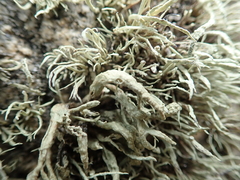 Ramalina siliquosa