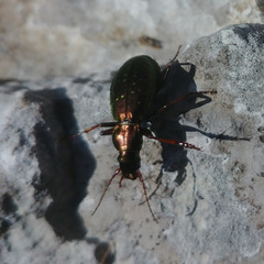 Carabus fabricii