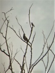 Turdus viscivorus