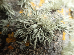 Ramalina siliquosa