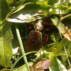 Carabus fabricii