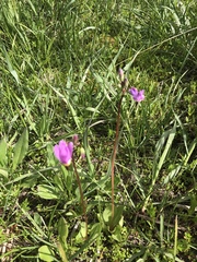 Primula pauciflora pauciflora