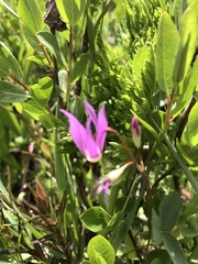 Primula pauciflora pauciflora