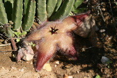 Stapelia hirsuta