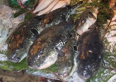 Japanese Pufferfish photo 5