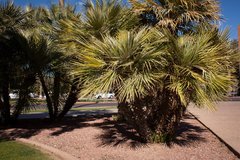 Chamaerops humilis