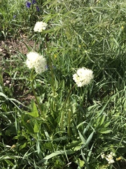 Valeriana occidentalis