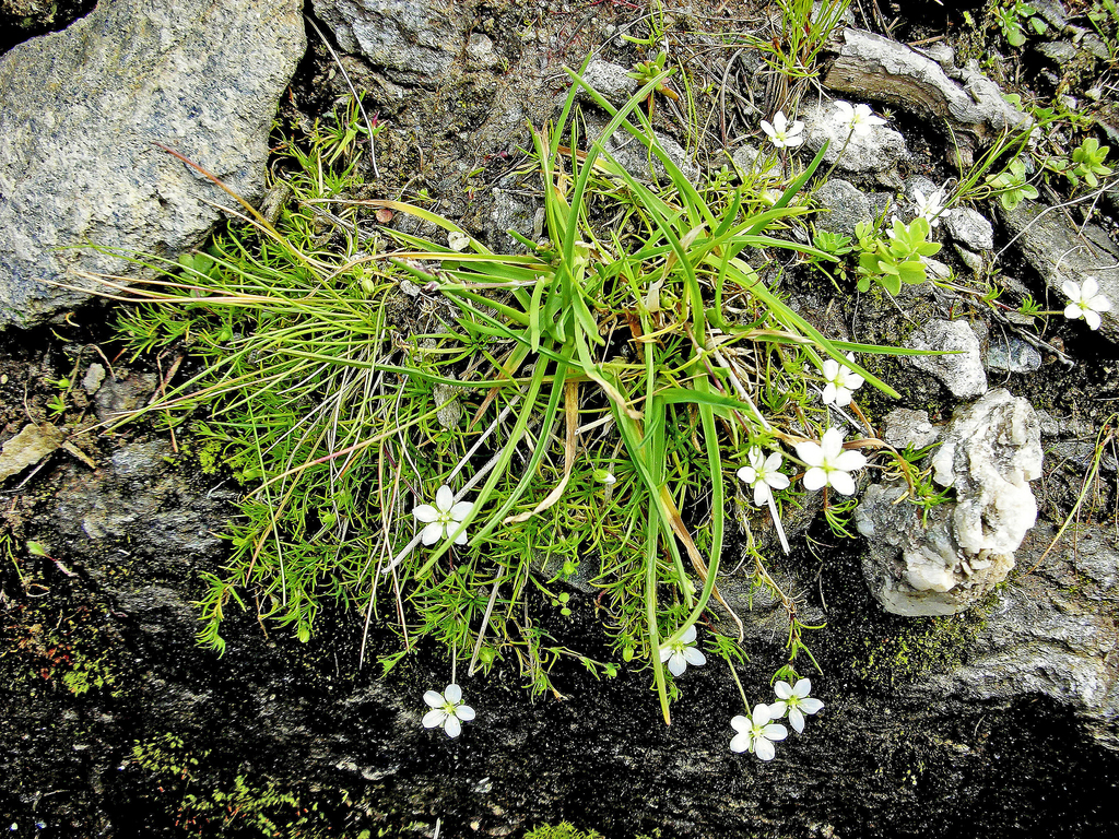Sagina glabra