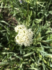 Valeriana occidentalis