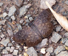 Camptopleura auxo