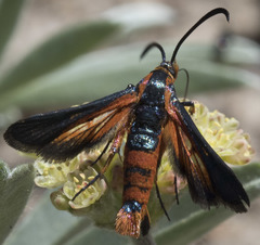 Synanthedon polygoni
