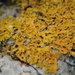 Seaside Sunburst Lichen - Photo (c) Pierre Corbrion, some rights reserved (CC BY-NC-SA), uploaded by Pierre Corbrion