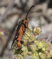 Synanthedon polygoni