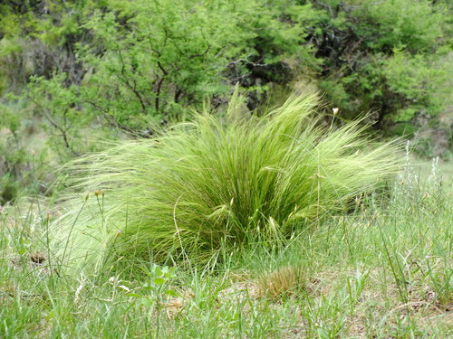 Aristida niederleinii
