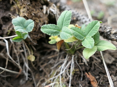 Trifolium brandegeei