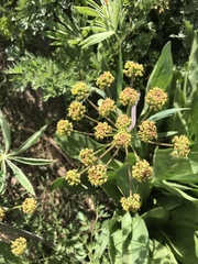 Lomatium dissectum