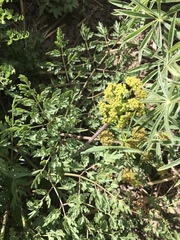 Lomatium dissectum