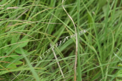 Bouteloua curtipendula