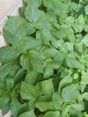Perilla frutescens