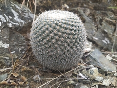 Mammillaria haageana conspicua