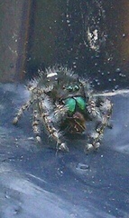Phidippus audax