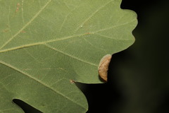 Phyllonorycter heegeriella
