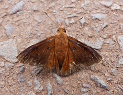 Dyscophellus porcius