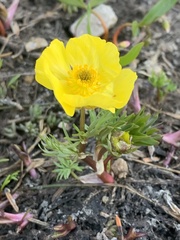 Ranunculus adoneus