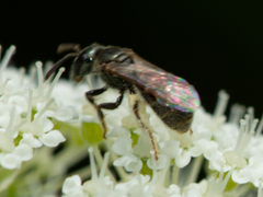 Lasioglossum imitatum