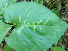 Scrobipalpula manierreorum