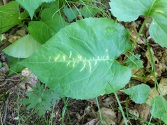 Scrobipalpula manierreorum