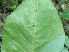 Scrobipalpula manierreorum