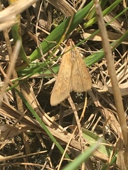 Diastictis