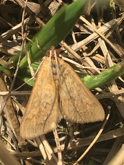 Diastictis