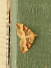 Xanthorhoe defensaria