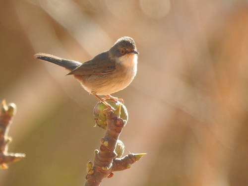 Sardinian Warbler (Curruca melanocephala), photo 7