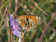 Melitaea phoebe