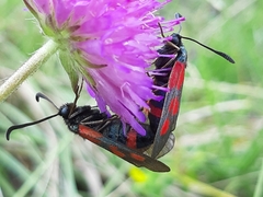 Zygaena cynarae