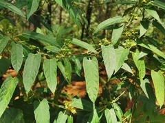 Gonolobus jaliscensis