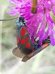 Zygaena cynarae