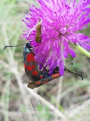 Zygaena cynarae