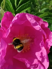 Bombus