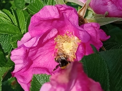 Bombus