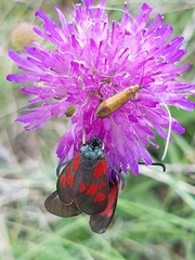 Zygaena cynarae