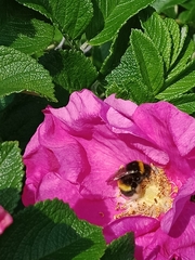 Bombus