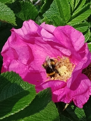 Bombus